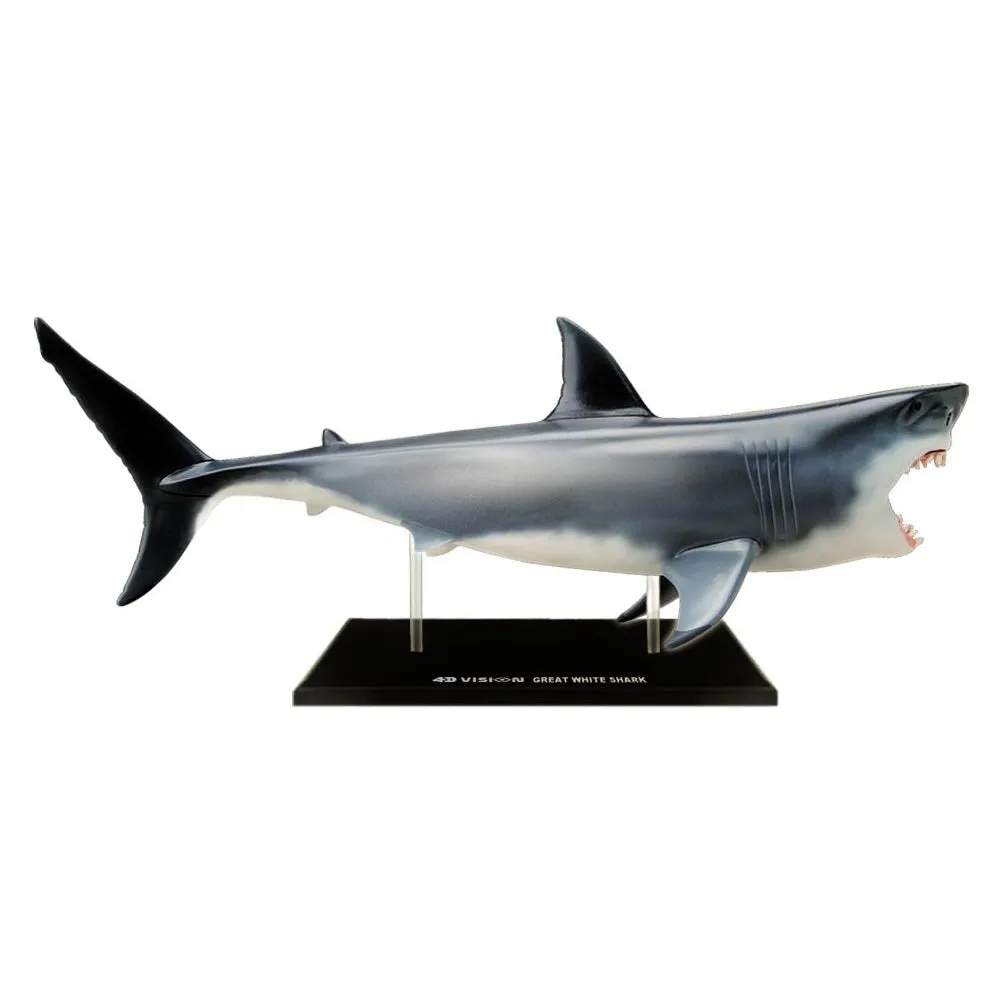 4D Vision Great White Shark Anatomy Model