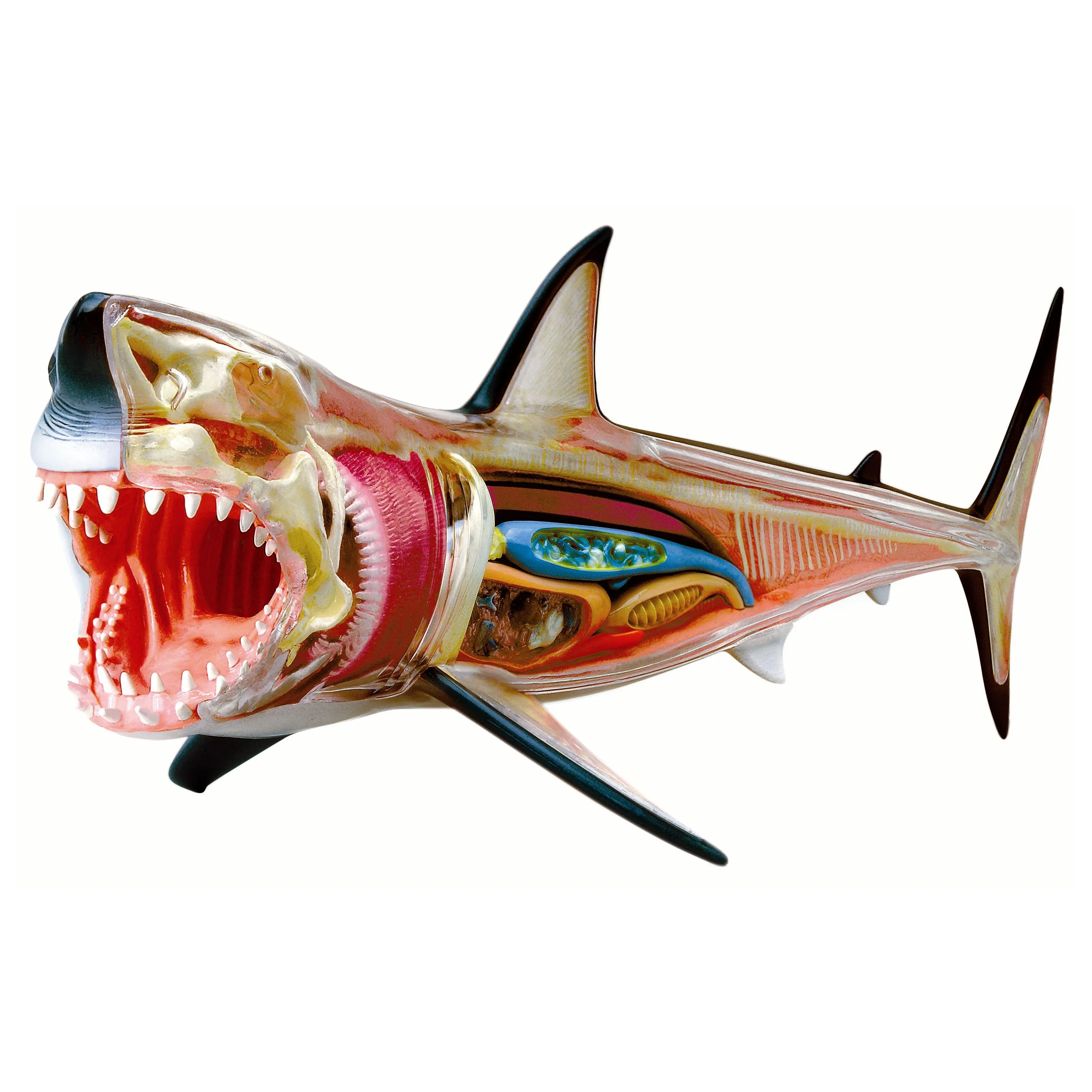 4D Vision Great White Shark Anatomy Model