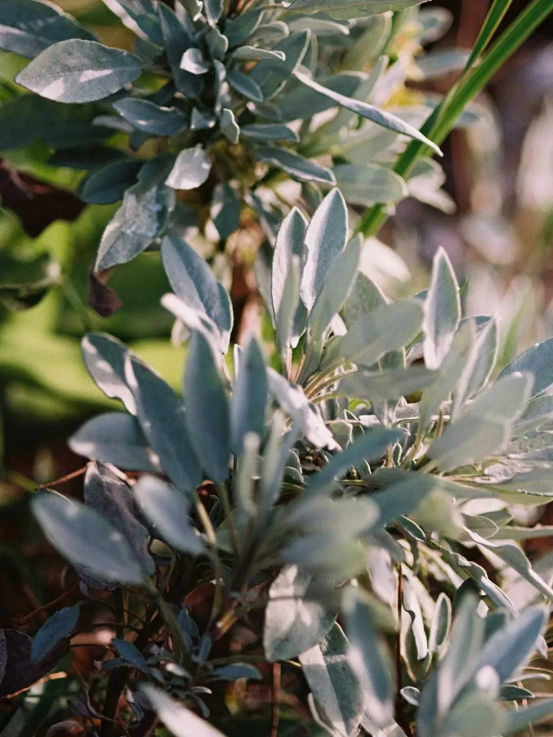 Body Lotion Sage Rosemary and Lavender