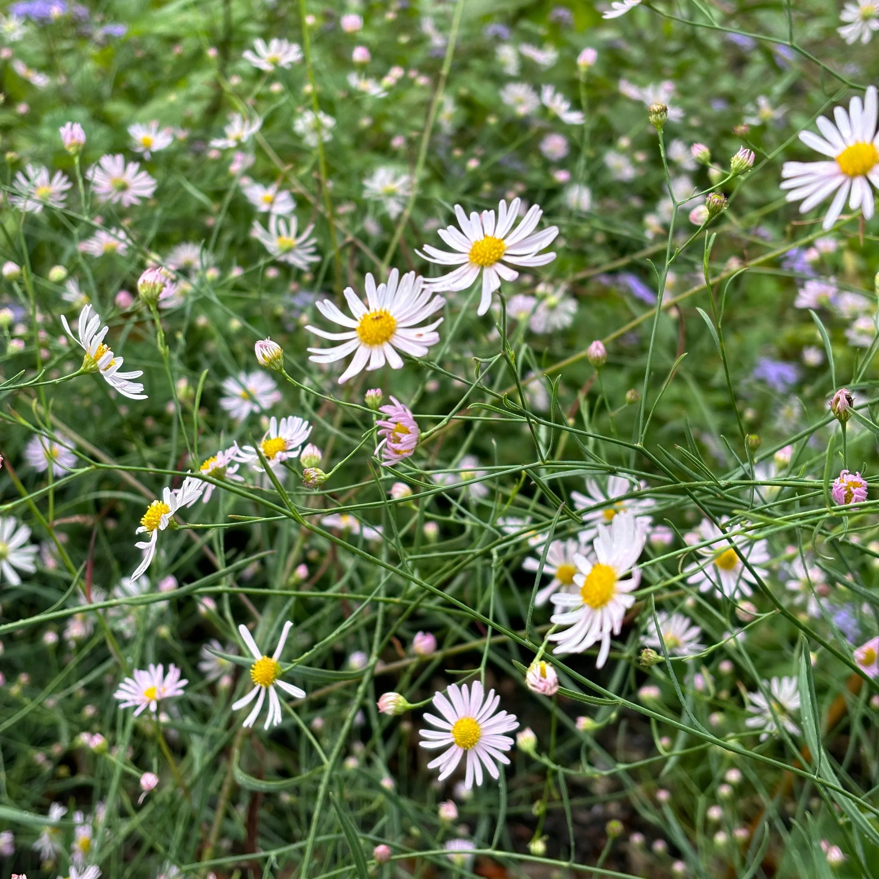 False Aster - Boltonia asteroides 'Carolina Pink'